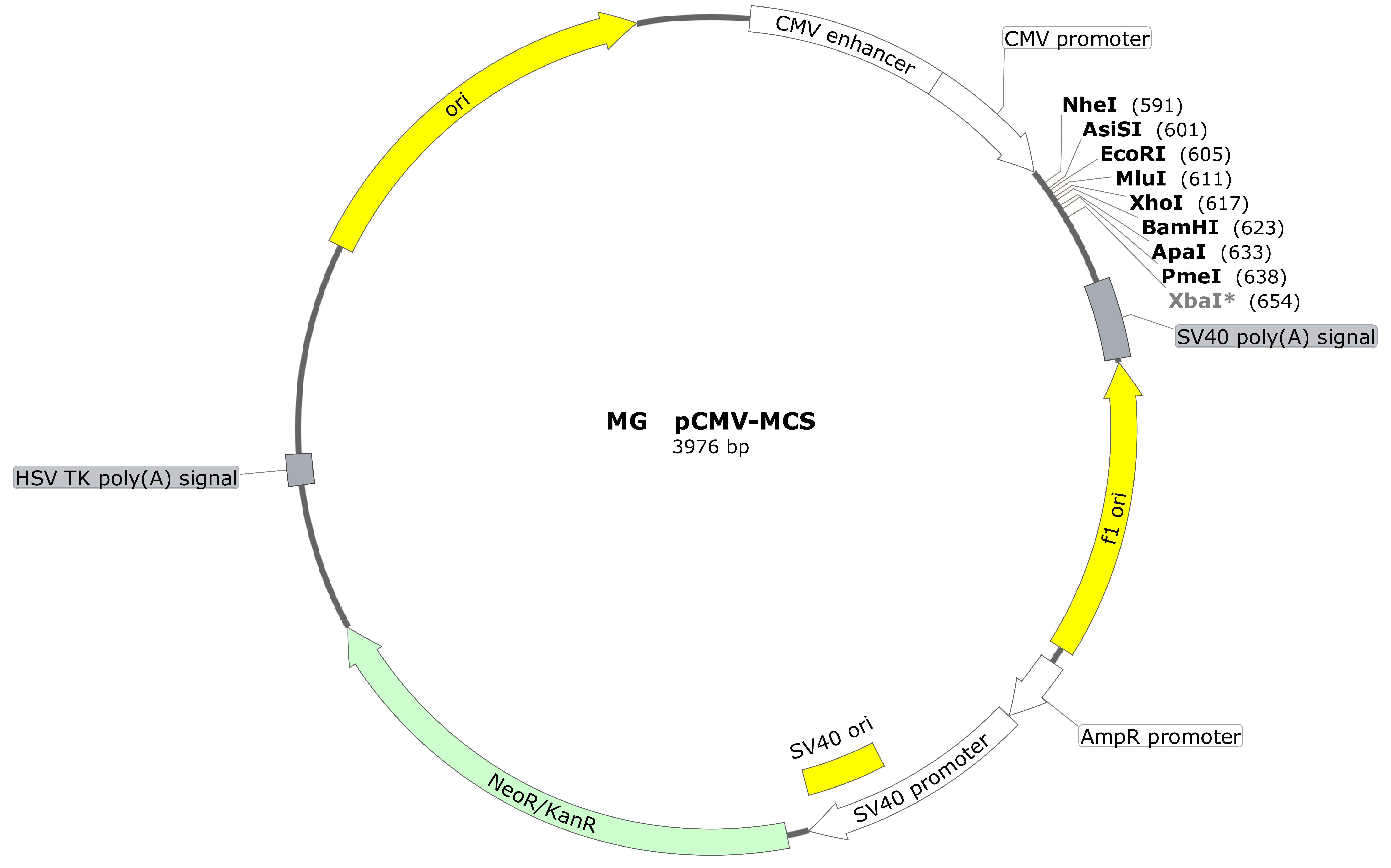 pCMV-MCS
